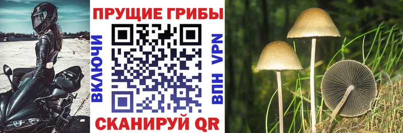 наркота  Озёрск  Галлюциногенные грибы мухоморы 